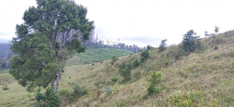 Imagem Fazenda à Venda, 34 HAem Brusque do Sul - Orleans
