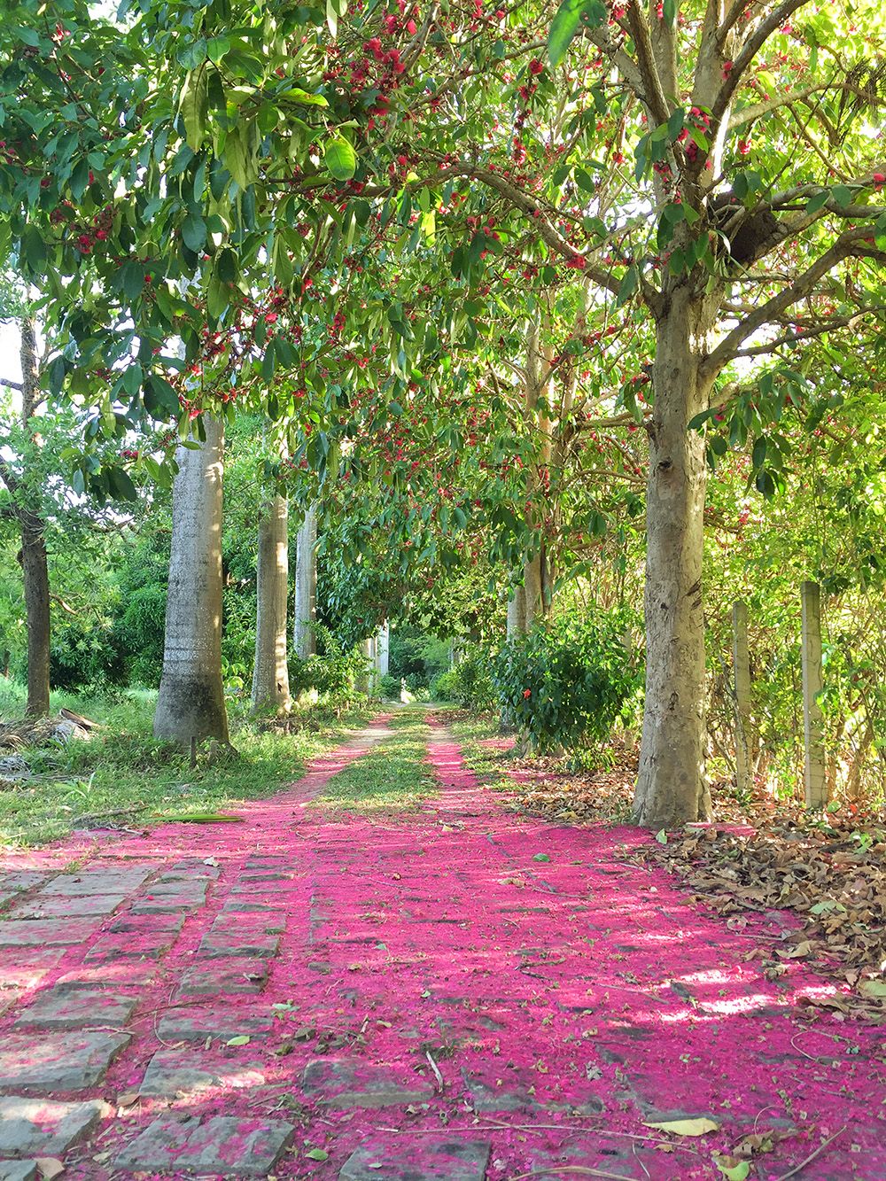 Imagem Terreno à Venda, 59 m²em Busca Vida (Abrantes) - Camaçari