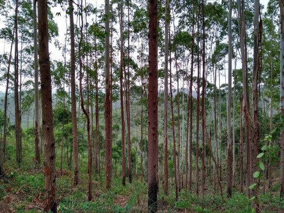 Imagem Terreno à Venda, 137.000 m² em São Domingos - Bias Fortes Imagem Terreno à Venda, 137.000 m² em São Domingos - Bias Fortes
