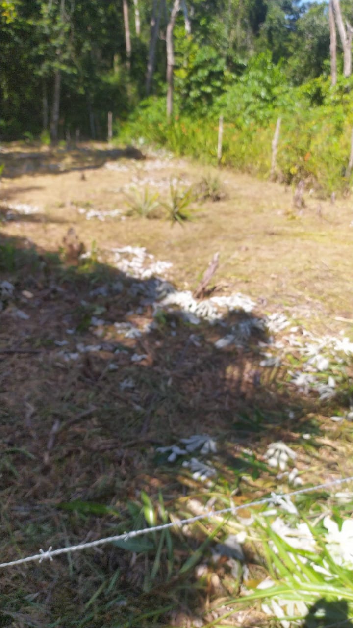 Imagem Terreno à Venda, 310 m²em Velha Boipeba - Cairu