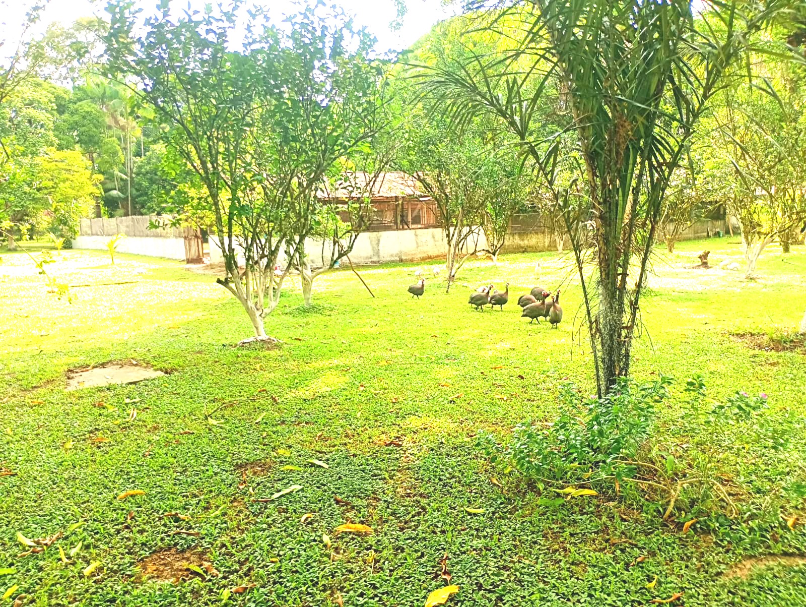 Imagem Chácara com 3 Quartos à Venda, 15 m²em Pau Darco - Santa Bárbara do Pará Imagem Chácara com 3 Quartos à Venda, 15 m²em Pau Darco - Santa Bárbara do Pará