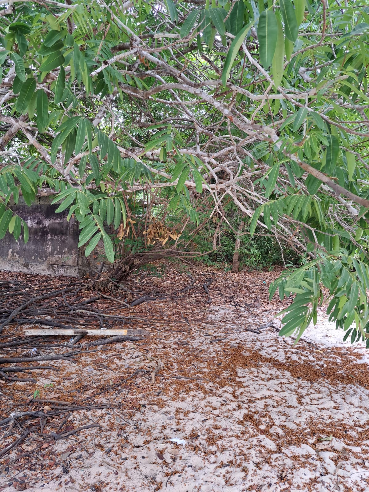Imagem Terreno à Venda, 1 m²em Alter do Chão - Santarém Imagem Terreno à Venda, 1 m²em Alter do Chão - Santarém