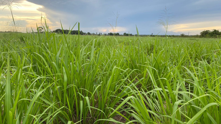 Imagem Fazenda à Venda, 455 HA em zona Rural - Santarém Novo Imagem Fazenda à Venda, 455 HA em zona Rural - Santarém Novo