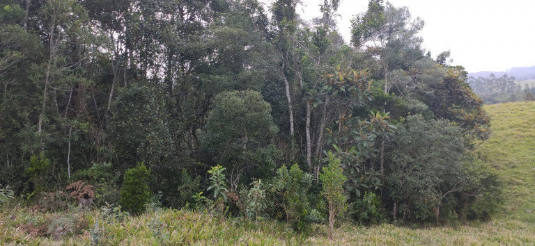 Imagem Fazenda à Venda, 34 HAem Brusque do Sul - Orleans