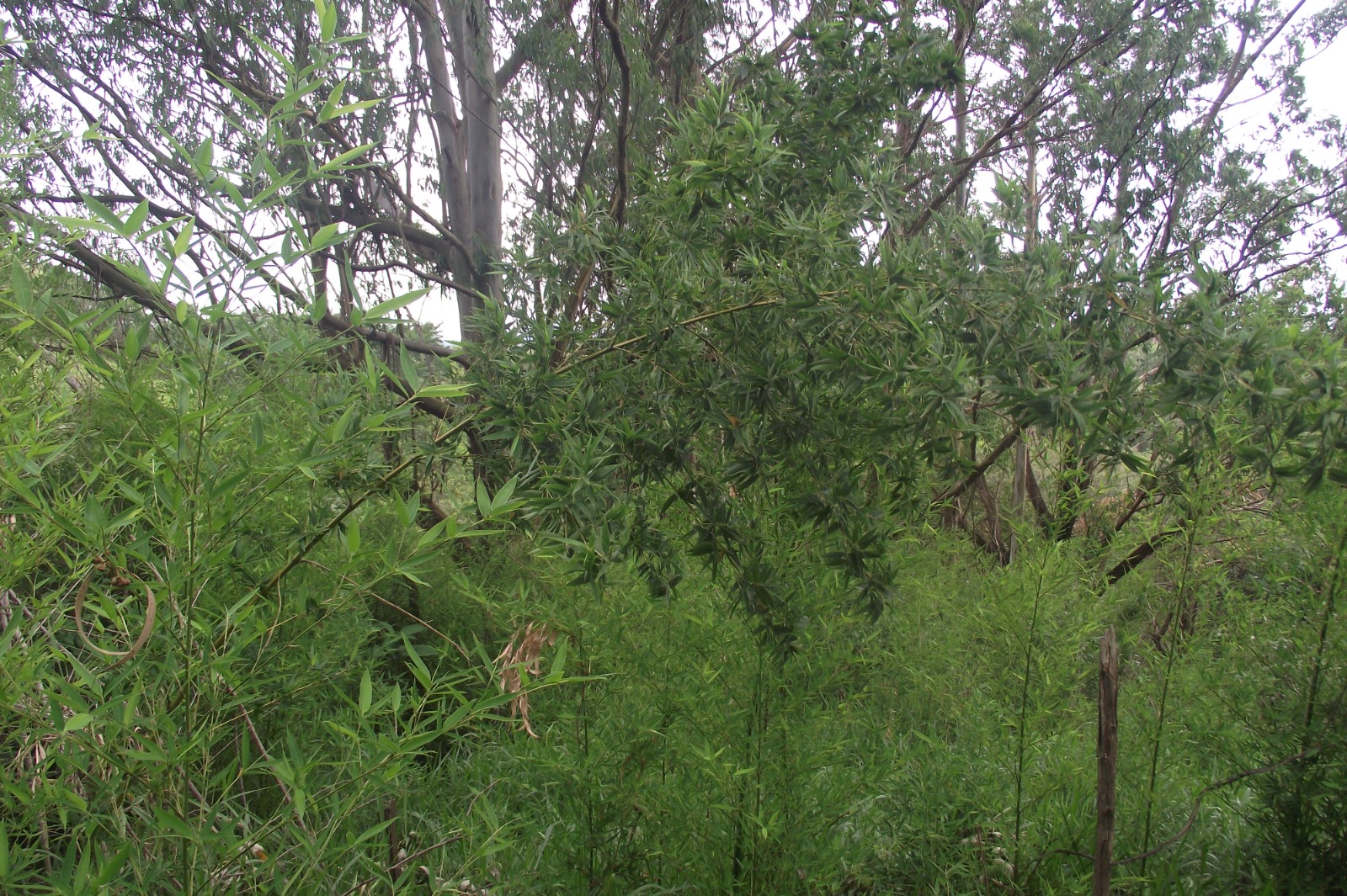 Imagem Terreno à Venda, 24.452 m² em Apotribu de Cima - Itu Imagem Terreno à Venda, 24.452 m² em Apotribu de Cima - Itu