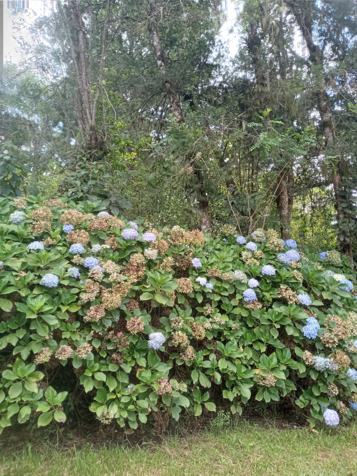 Imagem Terreno à Venda, 19.965 m² em Itália - São José dos Pinhais