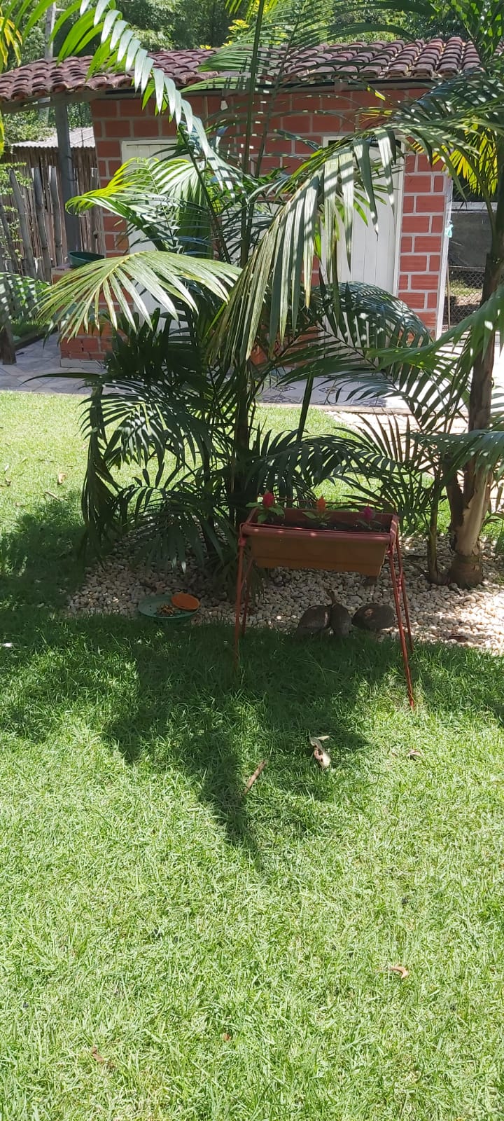 Imagem Chácara com 2 Quartos à Venda, 47 m²em Zona Rural - Santa Maria do Pará Imagem Chácara com 2 Quartos à Venda, 47 m²em Zona Rural - Santa Maria do Pará