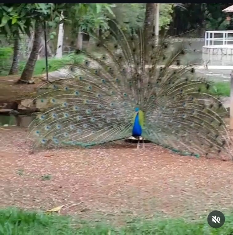 Imagem Chácara com 3 Quartos à Venda, 500 m² em Jardim Ana Lúcia - Goiânia Imagem Chácara com 3 Quartos à Venda, 500 m² em Jardim Ana Lúcia - Goiânia