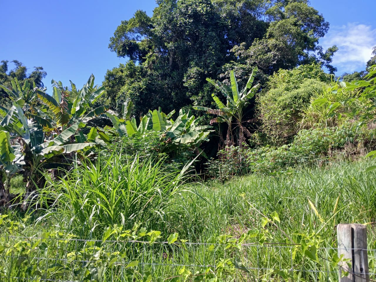 Imagem Terreno à Venda, 600 m² em Vargem Pequena - Florianópolis Imagem Terreno à Venda, 600 m² em Vargem Pequena - Florianópolis
