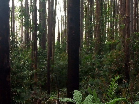 Imagem Terreno à Venda, 137.000 m² em São Domingos - Bias Fortes Imagem Terreno à Venda, 137.000 m² em São Domingos - Bias Fortes