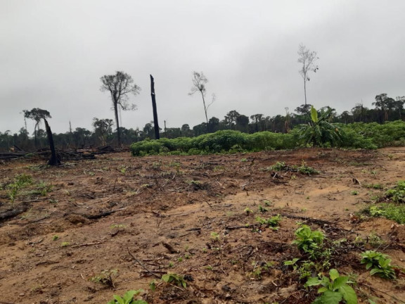 Imagem Fazenda à Venda, 837 HA em Área Rural de Santarém - Santarém Imagem Fazenda à Venda, 837 HA em Área Rural de Santarém - Santarém