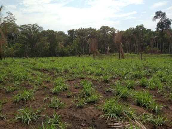 Imagem Terreno à Venda, 2.000 m² em Zona Rural - Humaitá Imagem Terreno à Venda, 2.000 m² em Zona Rural - Humaitá