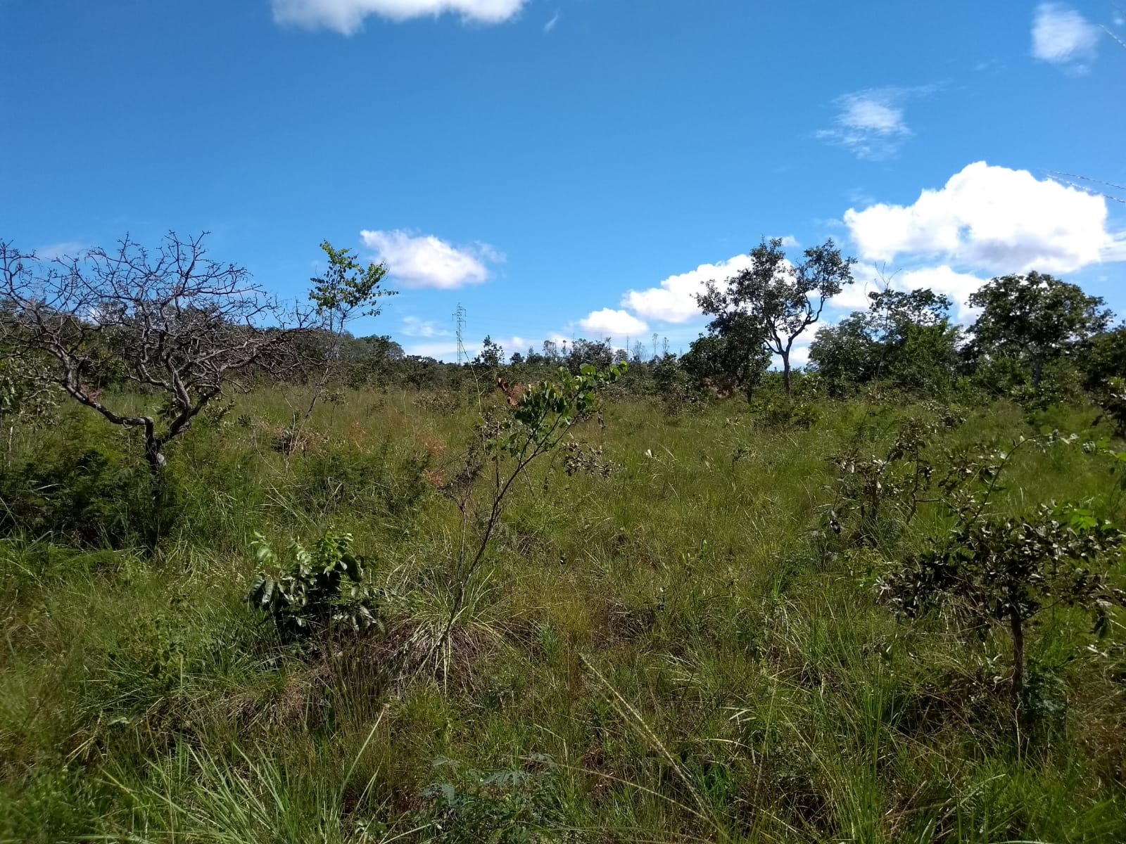 Fazenda à Venda, 64 Alq. GO em Zona Rural - Ribeirãozinho