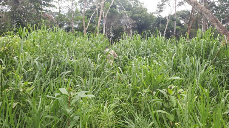 Imagem Fazenda à Venda, 837 HA em Área Rural de Santarém - Santarém Imagem Fazenda à Venda, 837 HA em Área Rural de Santarém - Santarém