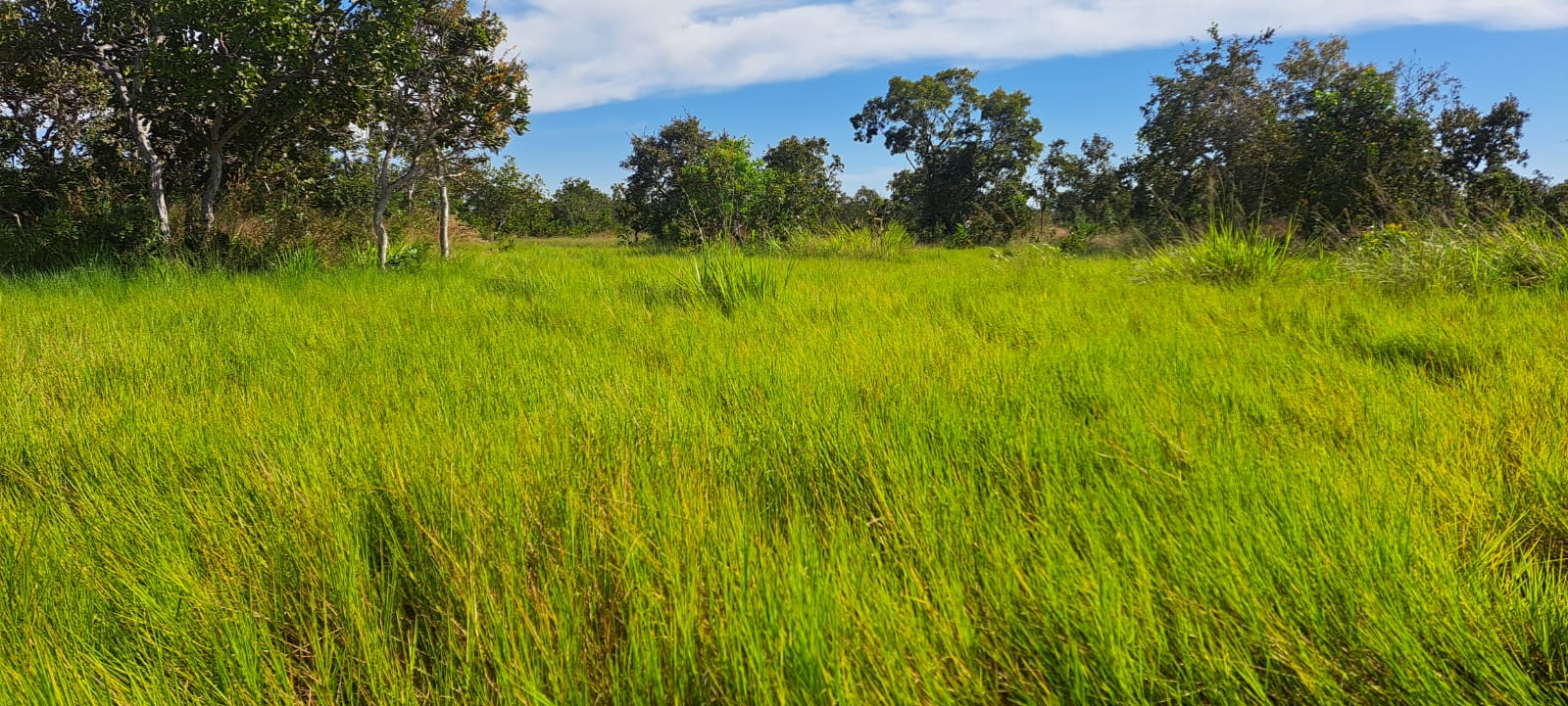 Imagem Fazenda à Venda, 25 Alq GOem Zona Rural - Araguaiana