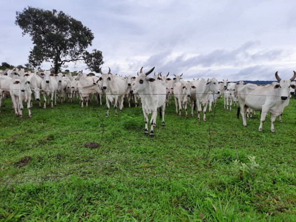 Imagem Fazenda à Venda, em Área Rural de Luziânia - Luziânia Imagem Fazenda à Venda, em Área Rural de Luziânia - Luziânia