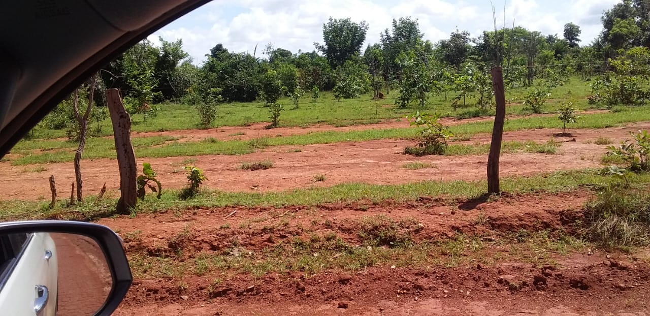 Imagem Fazenda à Venda, 1 HAem Centro - Pequizeiro Imagem Fazenda à Venda, 1 HAem Centro - Pequizeiro