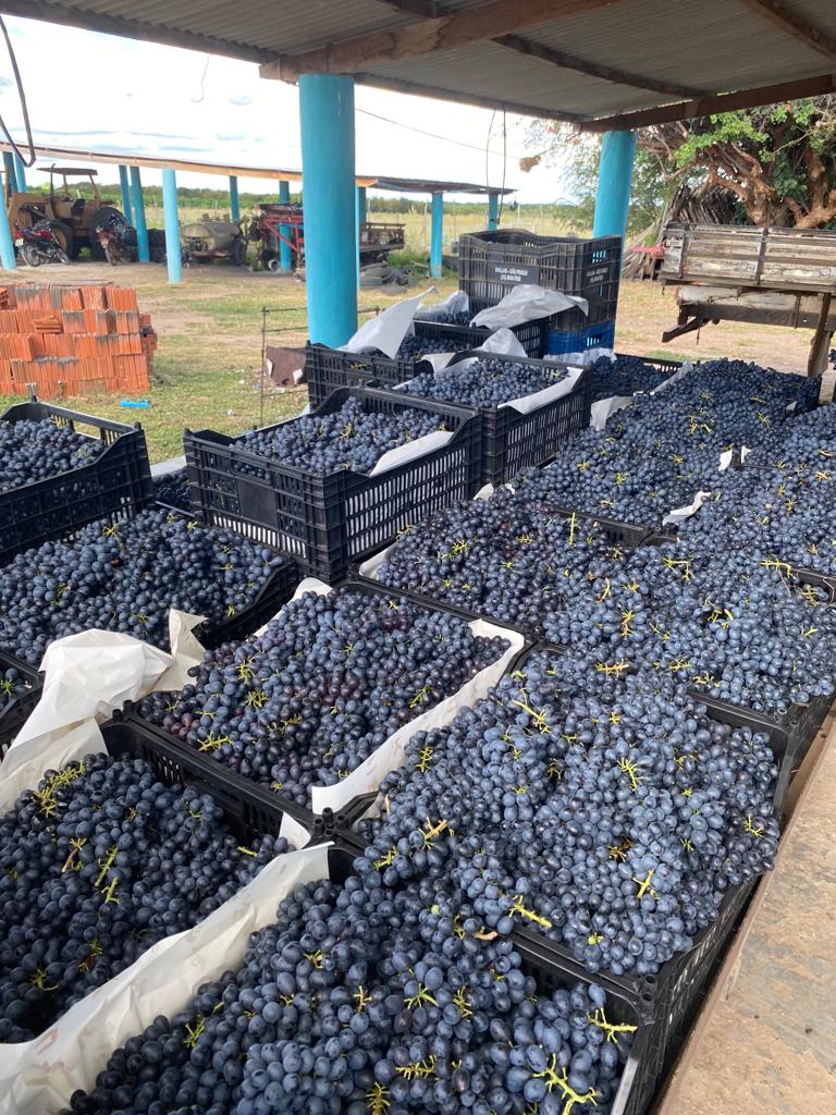 Imagem Fazenda à Venda, 19 HAem Curral Queimado - Petrolina Imagem Fazenda à Venda, 19 HAem Curral Queimado - Petrolina