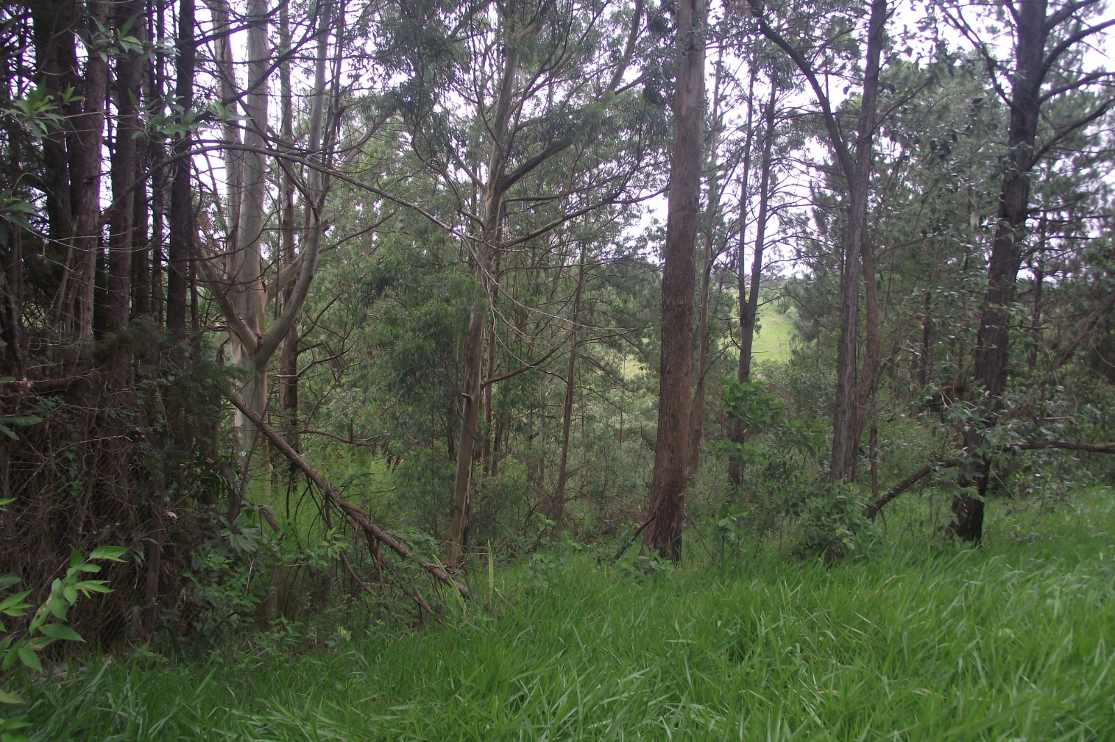 Imagem Terreno à Venda, 24.452 m² em Apotribu de Cima - Itu Imagem Terreno à Venda, 24.452 m² em Apotribu de Cima - Itu