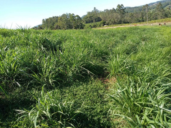 Imagem Terreno à Venda,  em Barracão - Orleans