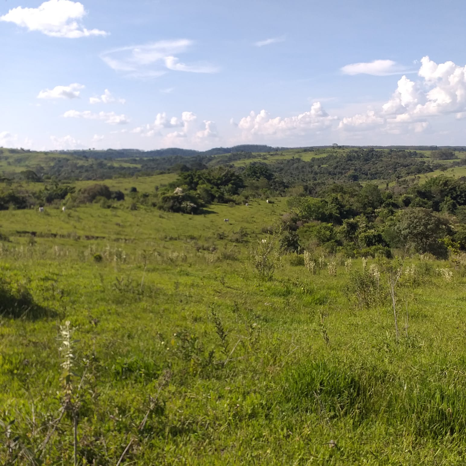 Imagem Fazenda à Venda, 74 Alq. SP em Área Rural de Álvaro de Carvalho - Álvaro de Carvalho Imagem Fazenda à Venda, 74 Alq. SP em Área Rural de Álvaro de Carvalho - Álvaro de Carvalho