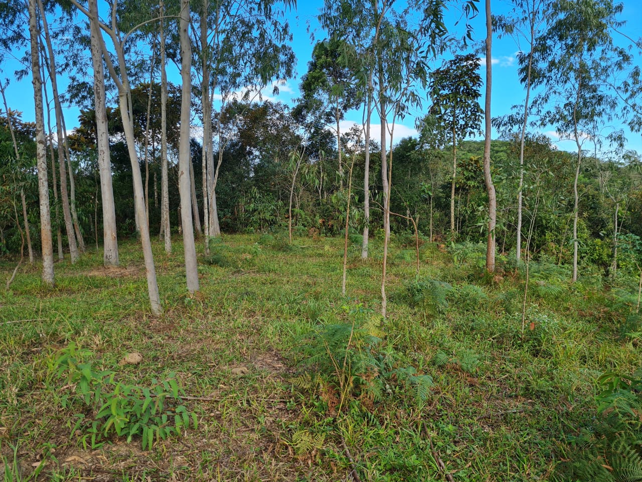 Imagem Chácara com 3 Quartos à Venda, 120 m²em RIO DO MEIO - CAMBORIÚ SC