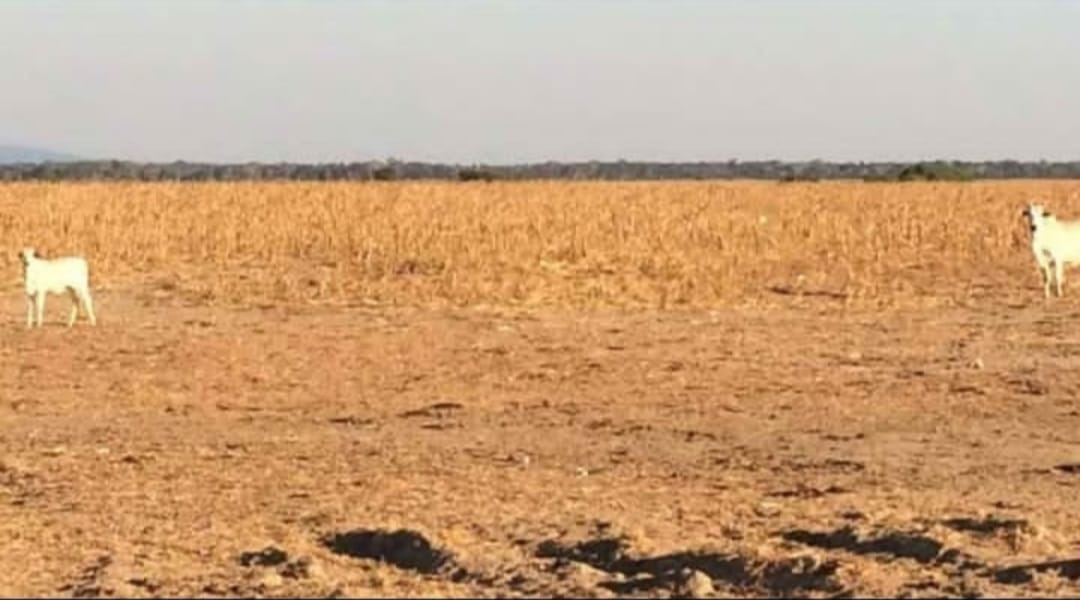 Imagem Imóvel à Venda, em Zona Rural - Confresa