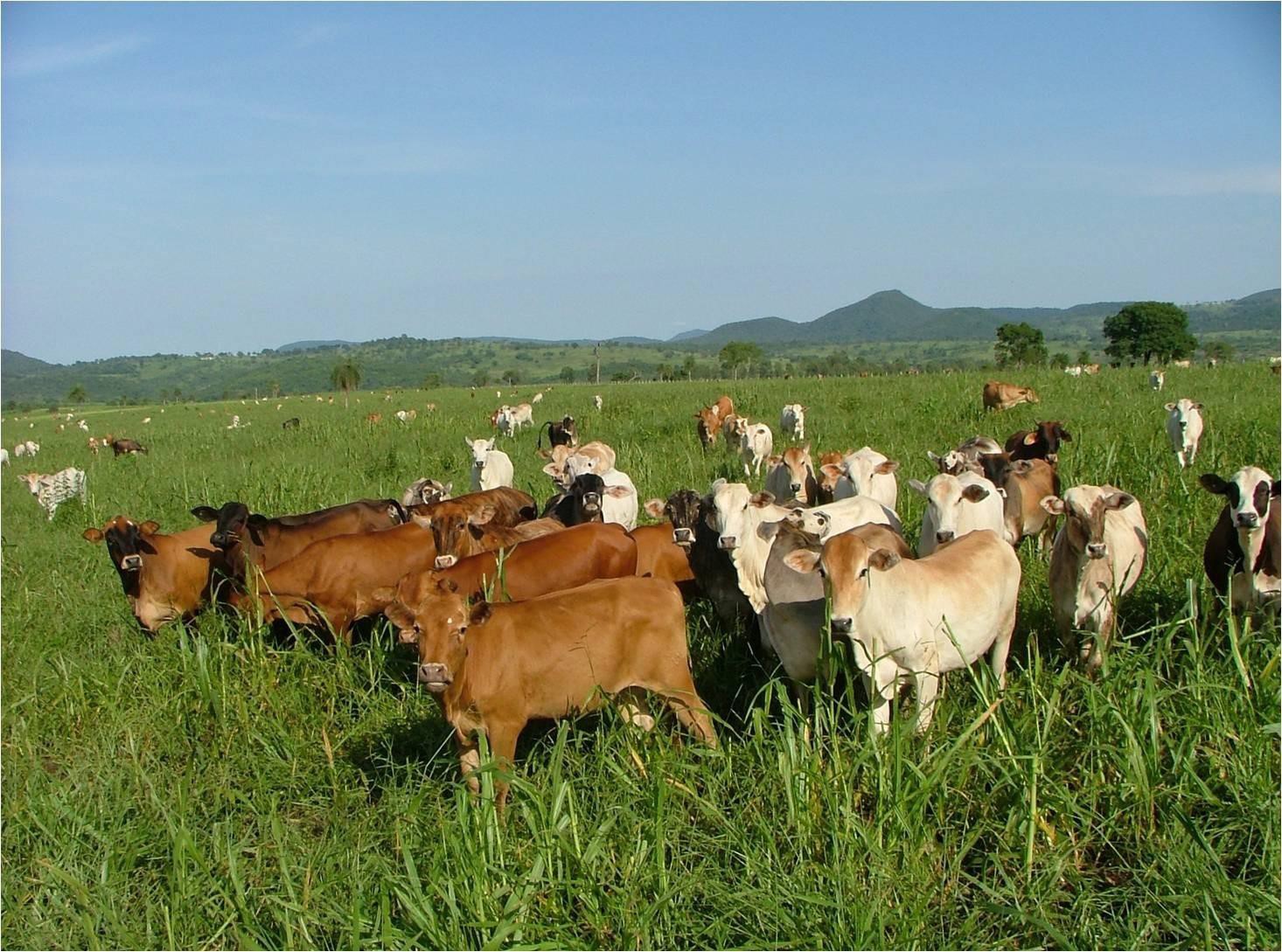 Imagem Fazenda à Venda, 23 HAem Zona Rural - Aquidauana Imagem Fazenda à Venda, 23 HAem Zona Rural - Aquidauana