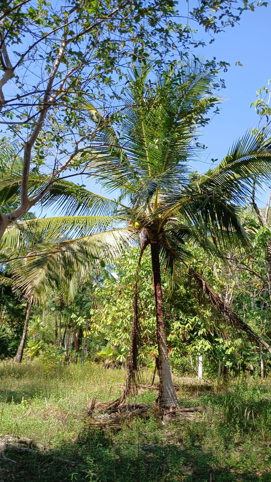 Imagem Terreno à Venda, 80.000 metro em - Bujaru Imagem Terreno à Venda, 80.000 metro em - Bujaru