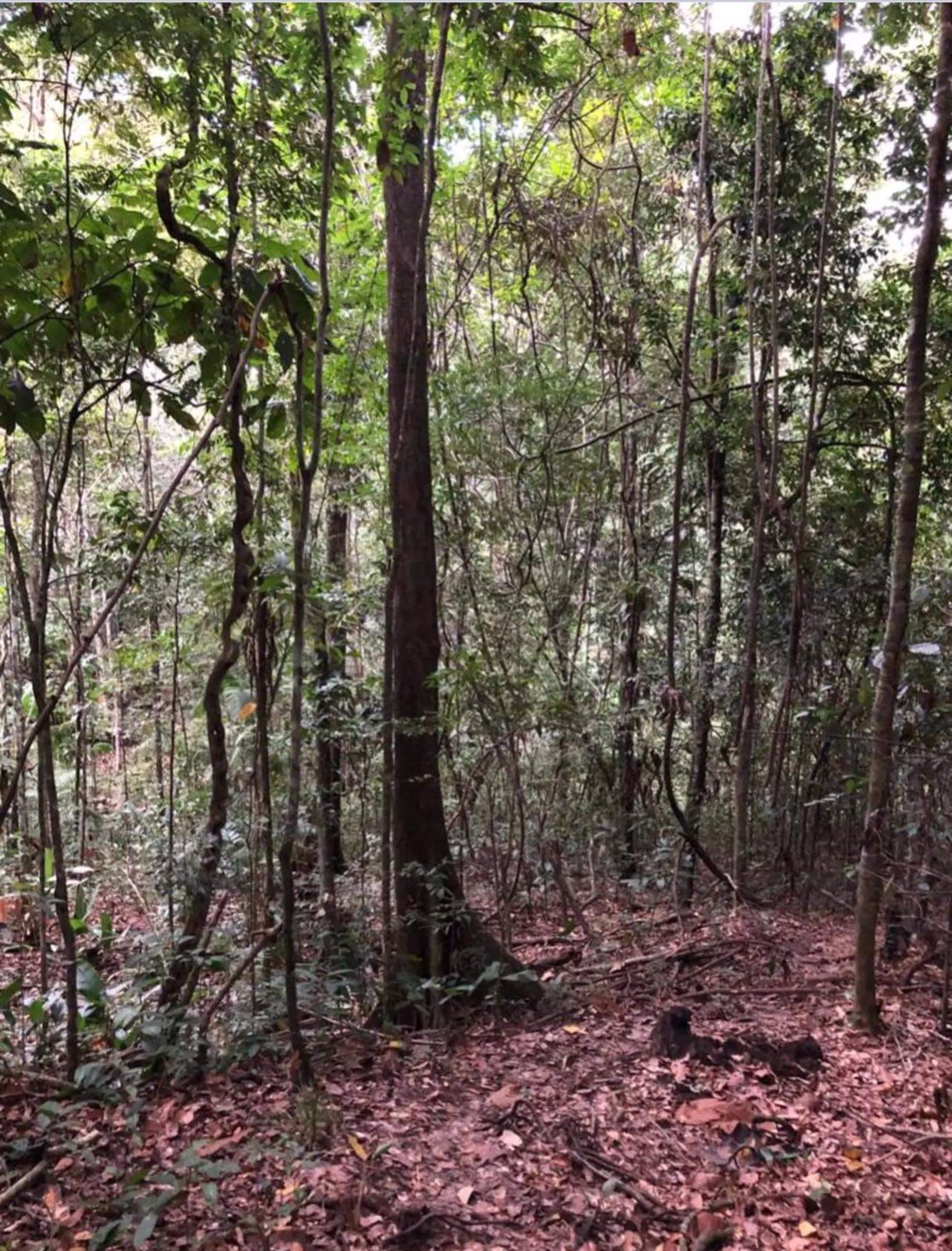 Imagem Fazenda à Venda, 630 HAem ZONA RURAL - Goiás Imagem Fazenda à Venda, 630 HAem ZONA RURAL - Goiás
