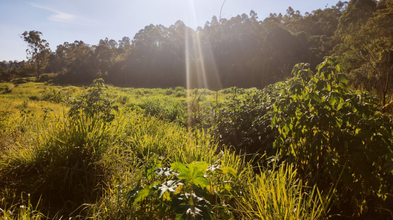 Imagem Terreno à Venda, 30.000 m² em Chácara Lagoa Branca - Campo Limpo Paulista