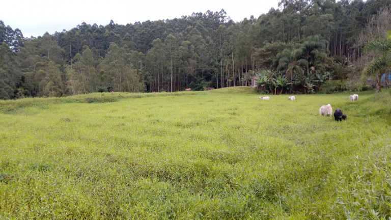 Imagem Terreno à Venda,  em Barracão - Orleans