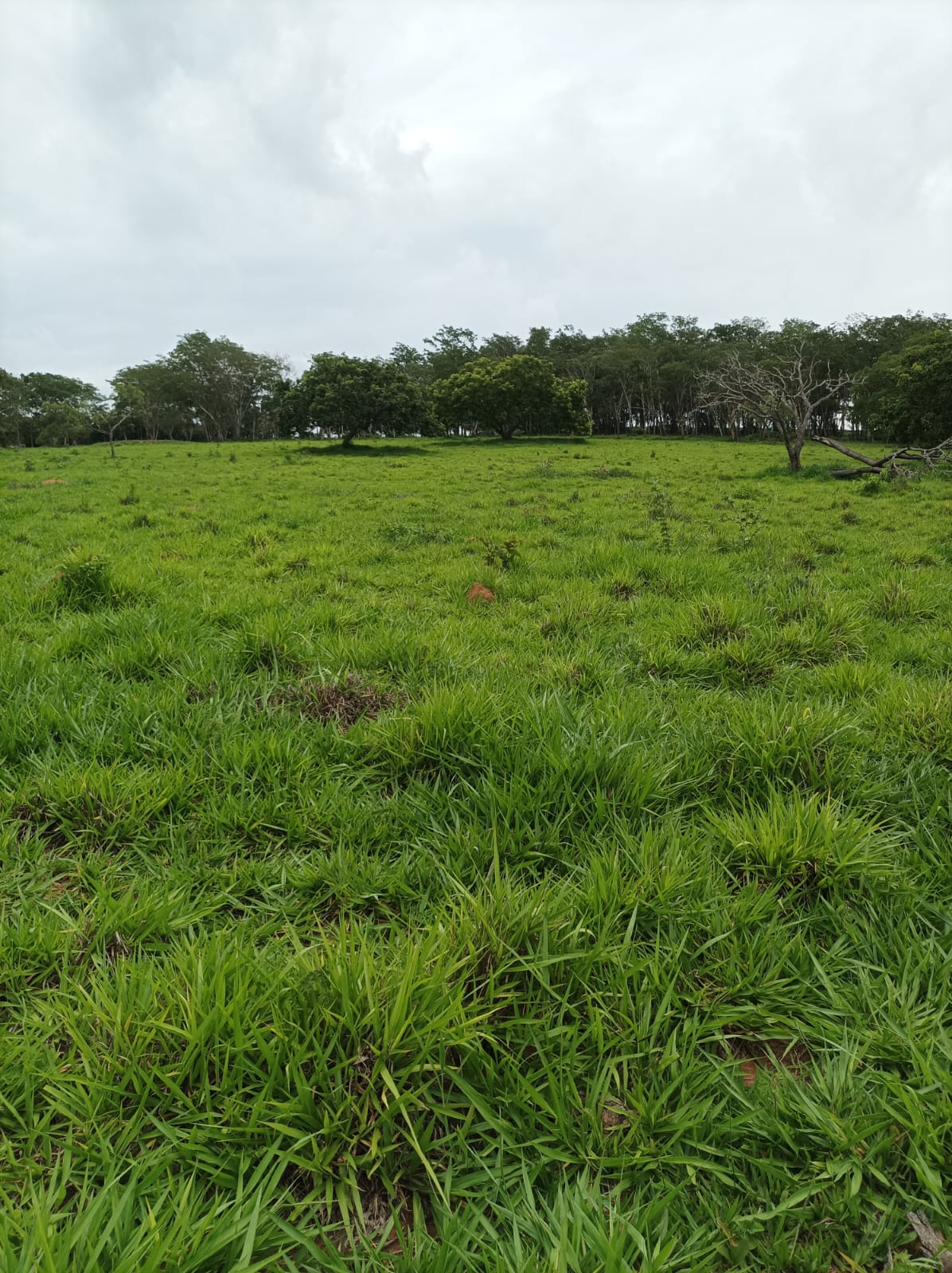 Imagem Fazenda à Venda, 51 HAem zona rural - Desterro de Entre Rios Imagem Fazenda à Venda, 51 HAem zona rural - Desterro de Entre Rios