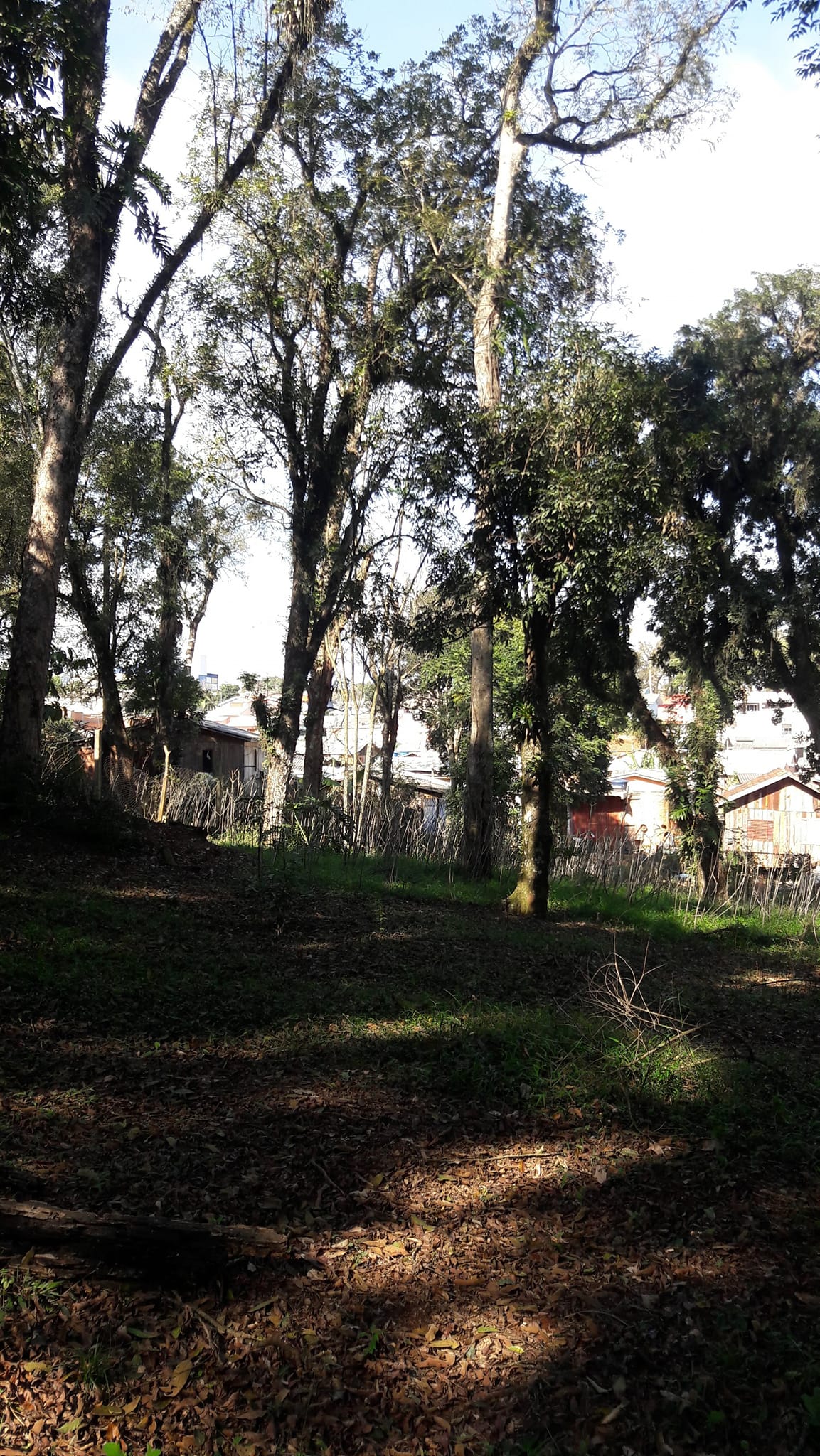 Imagem Terreno à Venda, 3.200 m²em Efapi - Chapecó