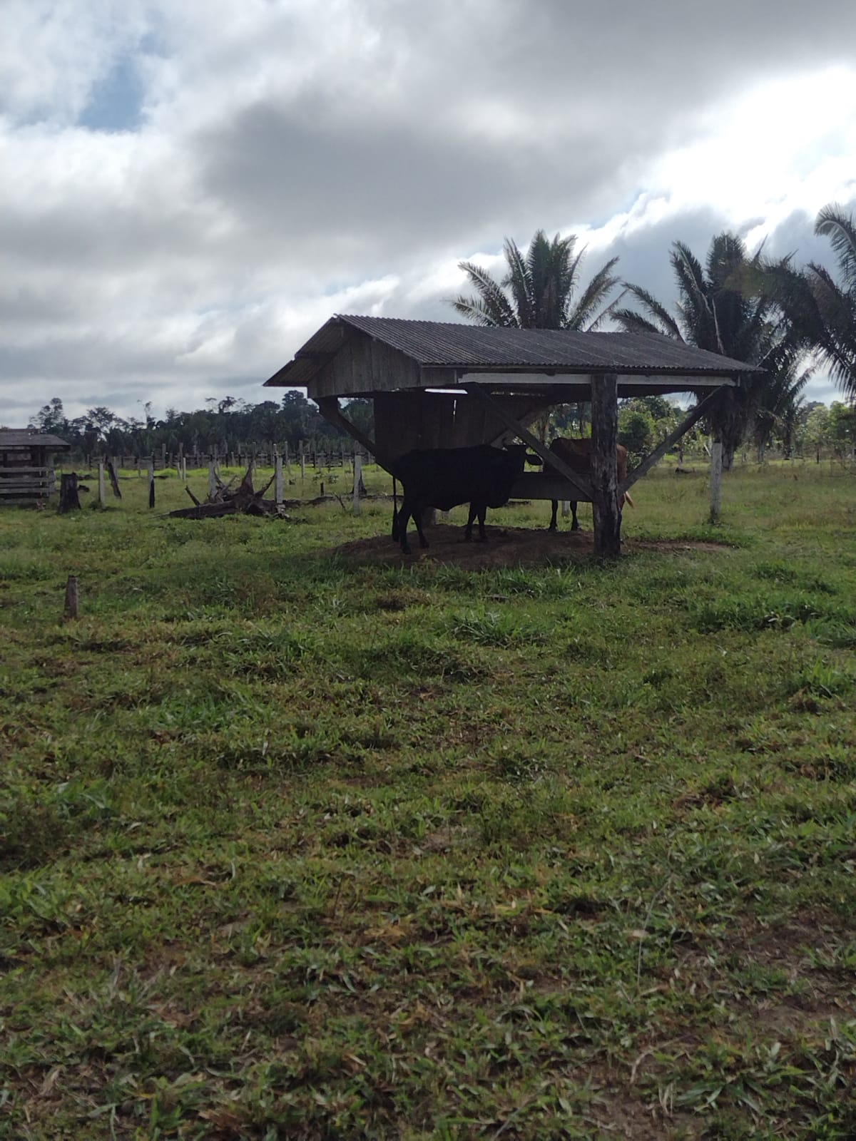 Imagem Fazenda à Venda, 29 HAem Zona Rural - Candeias do Jamari Imagem Fazenda à Venda, 29 HAem Zona Rural - Candeias do Jamari