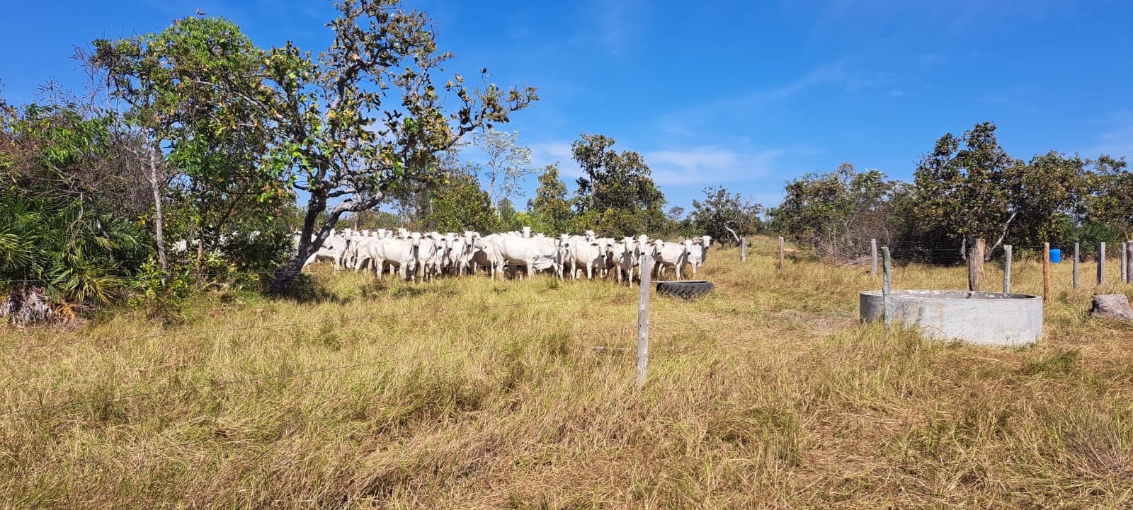 Imagem Fazenda à Venda, 25 Alq GOem Zona Rural - Araguaiana