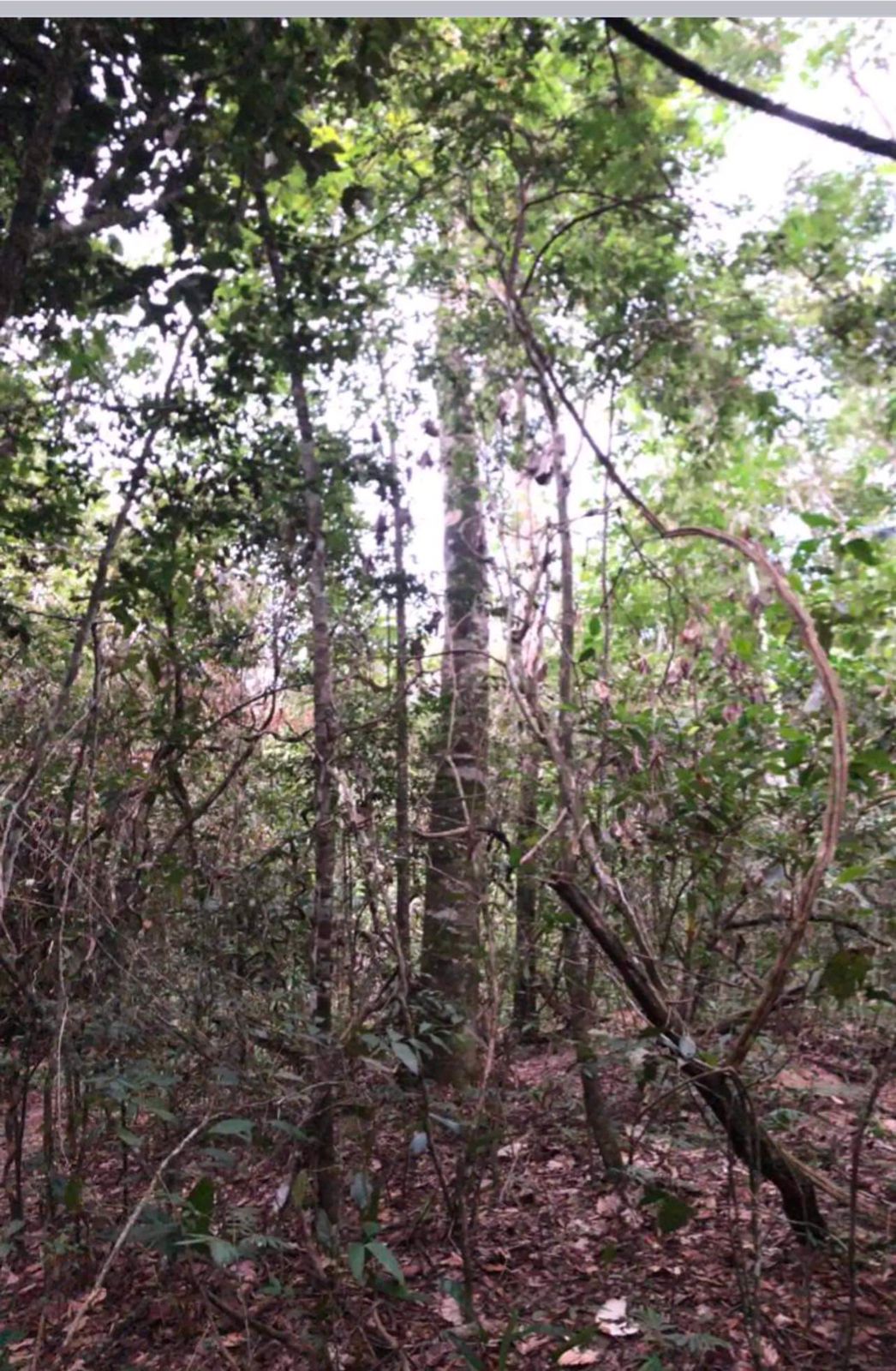 Imagem Fazenda à Venda, 630 HAem ZONA RURAL - Goiás Imagem Fazenda à Venda, 630 HAem ZONA RURAL - Goiás