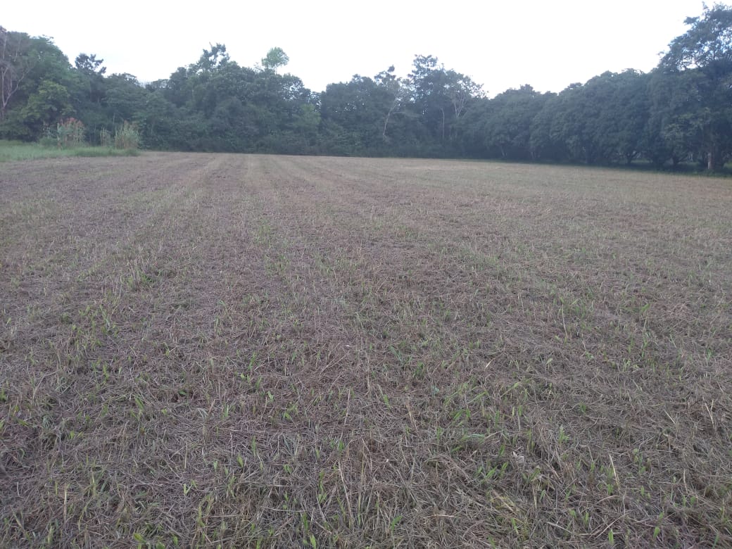Imagem Chácara à Venda, 37 m²em Zona Rural - Vigia Imagem Chácara à Venda, 37 m²em Zona Rural - Vigia