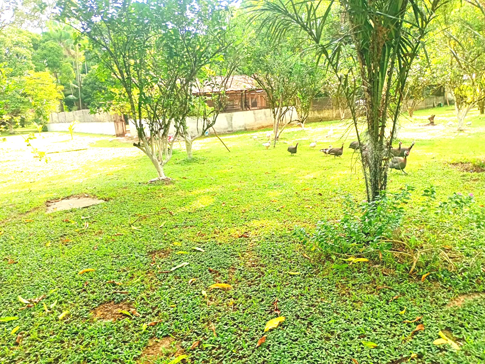 Imagem Chácara com 3 Quartos à Venda, 15 m²em Pau Darco - Santa Bárbara do Pará Imagem Chácara com 3 Quartos à Venda, 15 m²em Pau Darco - Santa Bárbara do Pará