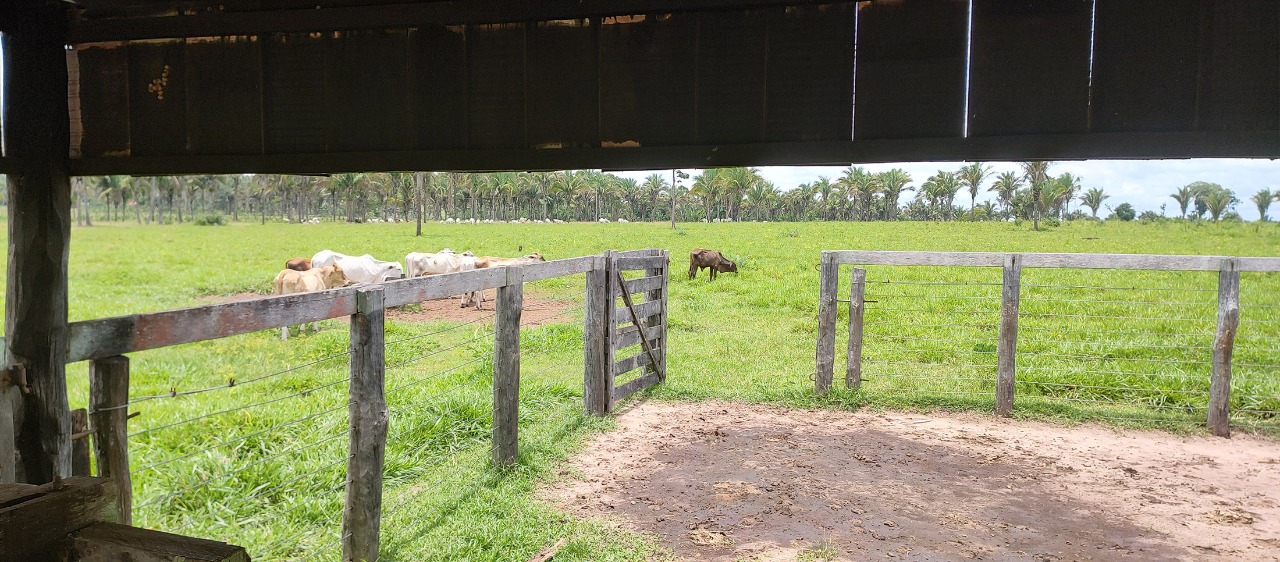 Imagem Fazenda à Venda, em Zona Rural - São Geraldo do Araguaia