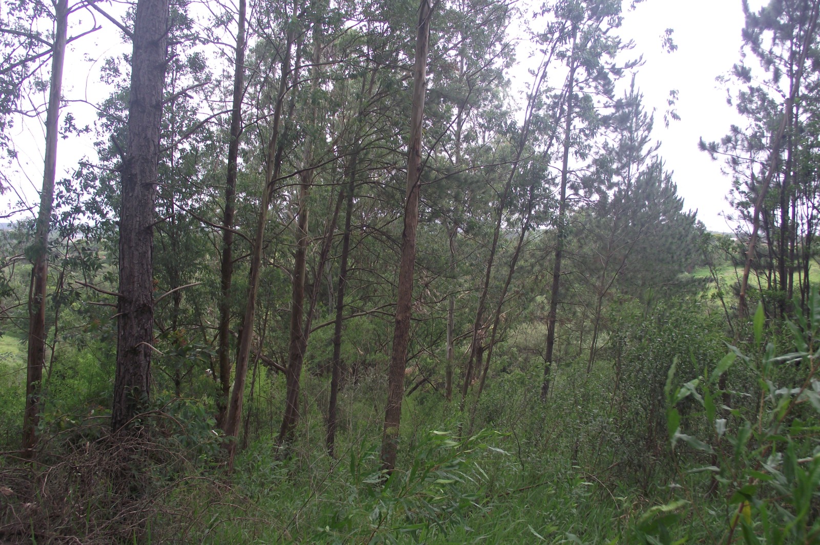 Imagem Terreno à Venda, 24.452 m² em Apotribu de Cima - Itu Imagem Terreno à Venda, 24.452 m² em Apotribu de Cima - Itu