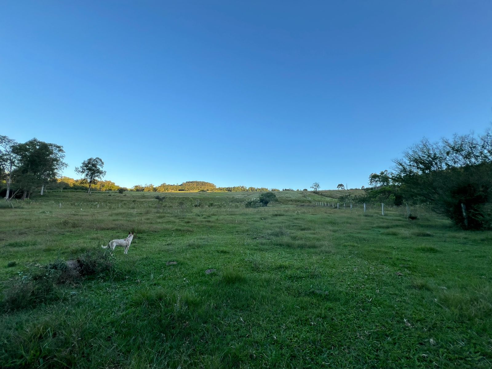 Imagem Chácara à Venda, 100.000 m²em Lomba Grande - Novo Hamburgo