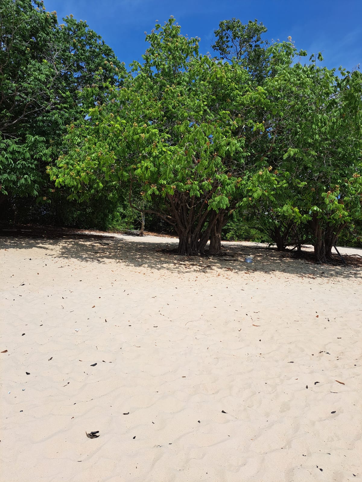 Imagem Terreno à Venda, 1 m²em Alter do Chão - Santarém Imagem Terreno à Venda, 1 m²em Alter do Chão - Santarém