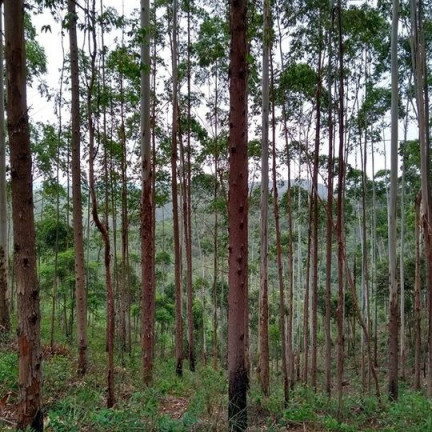 Imagem Terreno à Venda, 137.000 m² em São Domingos - Bias Fortes Imagem Terreno à Venda, 137.000 m² em São Domingos - Bias Fortes