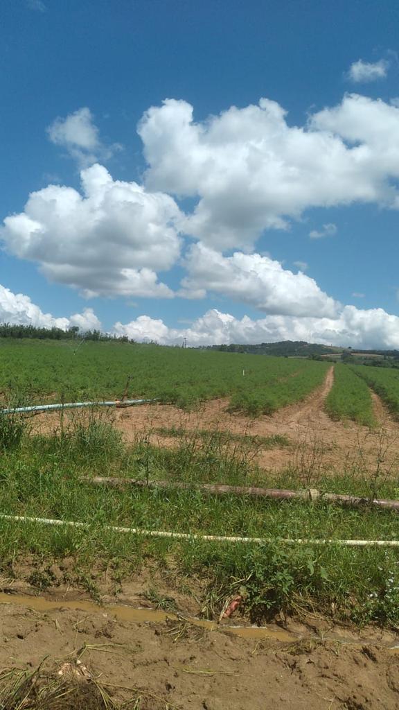 Imagem Fazenda à Venda, 6 Alq. SP em Valadão - Piedade