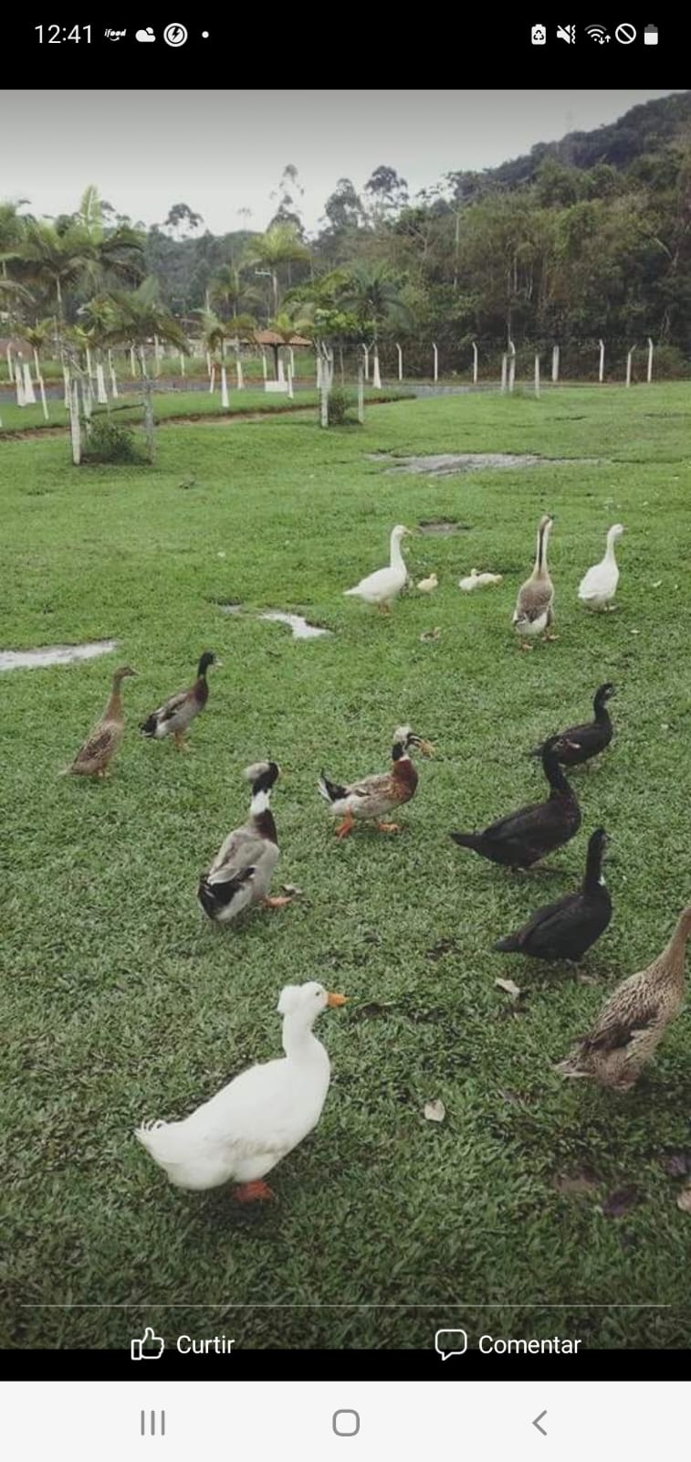 Imagem Chácara com 3 Quartos à Venda, 120 m²em RIO DO MEIO - CAMBORIÚ SC