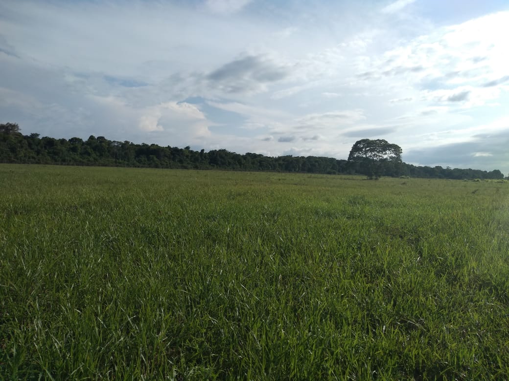 Imagem Chácara à Venda, 37 m²em Zona Rural - Vigia Imagem Chácara à Venda, 37 m²em Zona Rural - Vigia