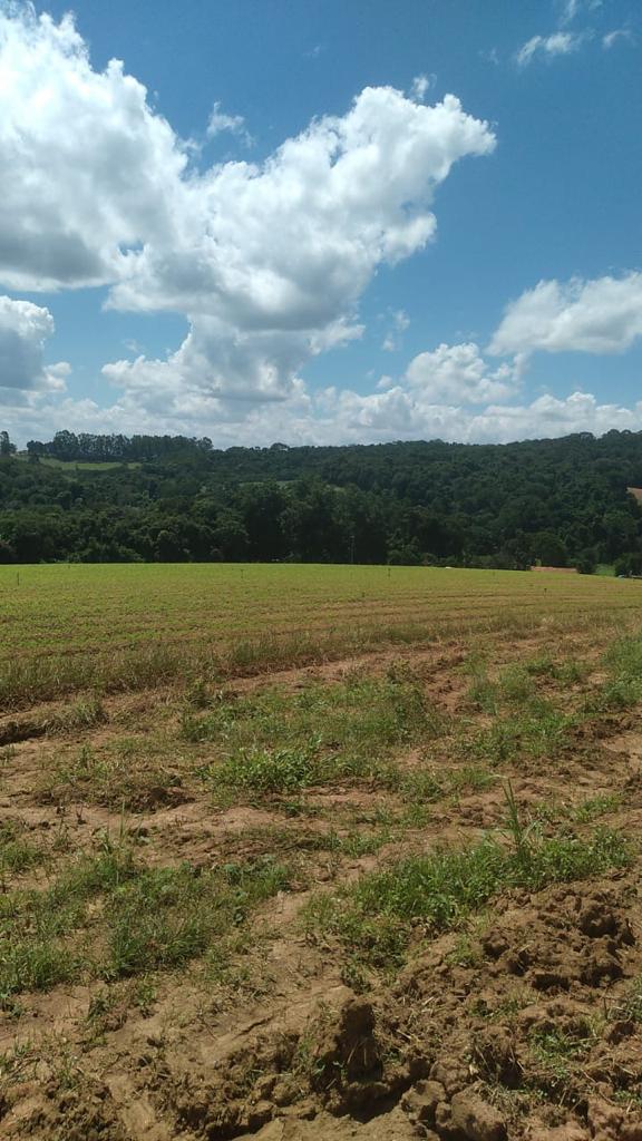 Imagem Fazenda à Venda, 6 Alq. SP em Valadão - Piedade