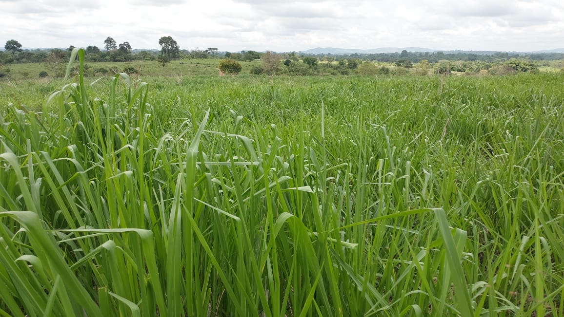 Imagem Fazenda à Venda, 9 Alq MGem Nova Marabá - Marabá