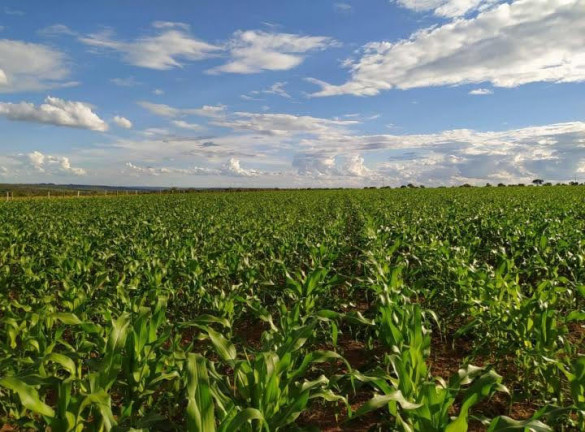 Imagem Chácara com 7 Quartos à Venda, 58.000 m² em Olhos D'água - Alexânia - GO - Alexânia Imagem Chácara com 7 Quartos à Venda, 58.000 m² em Olhos D'água - Alexânia - GO - Alexânia